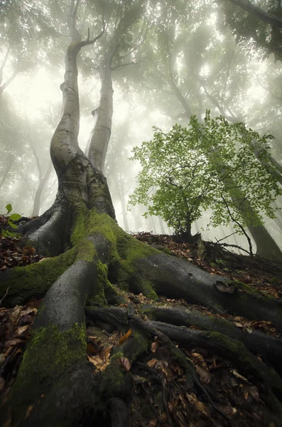 Крученое дерево в лесу — стоковое фото