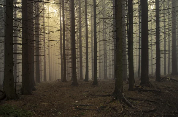 Oscuro bosque espeluznante brumoso — Foto de Stock