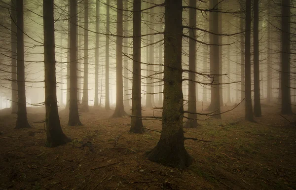 Mörka dimmiga kusliga skogen — Stockfoto