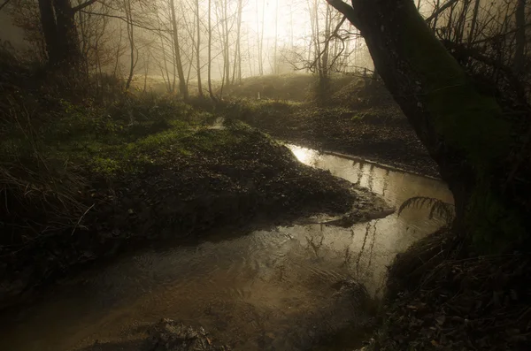 Lac sombre dans une forêt effrayante — Photo