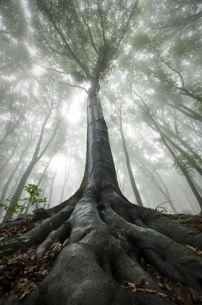 Árvore torcida na floresta — Fotografia de Stock
