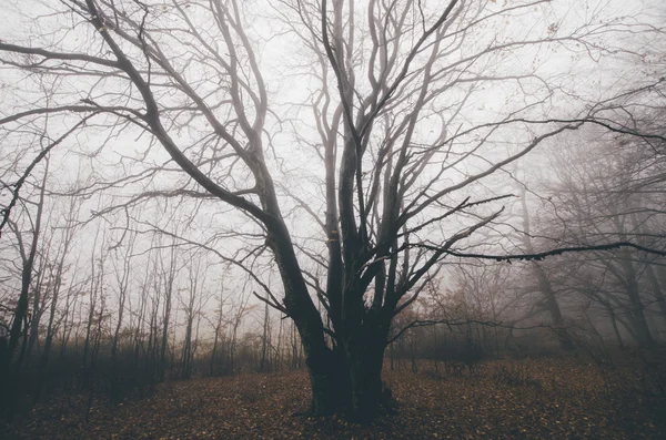 Kroucené strom v lese — Stock fotografie
