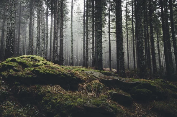 Mørk, tåkete, skummel skog – stockfoto