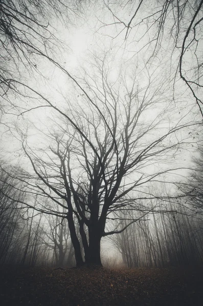 Csavart fa az erdő — Stock Fotó