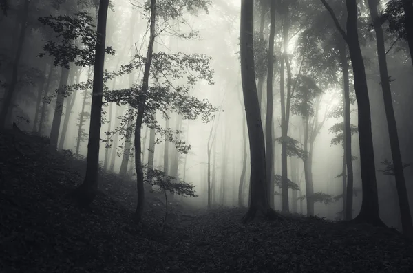 Dunkler nebliger Gruselwald — Stockfoto