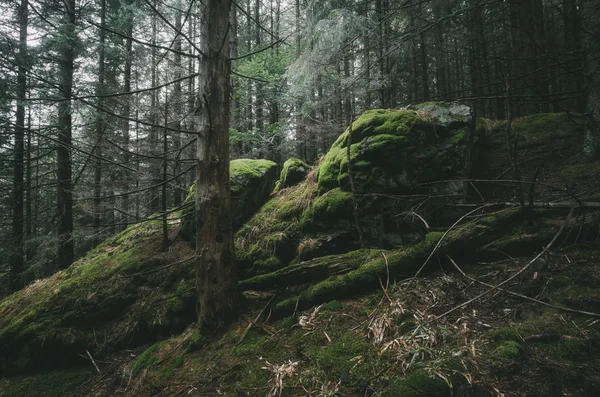 Ködös erdő táj — Stock Fotó