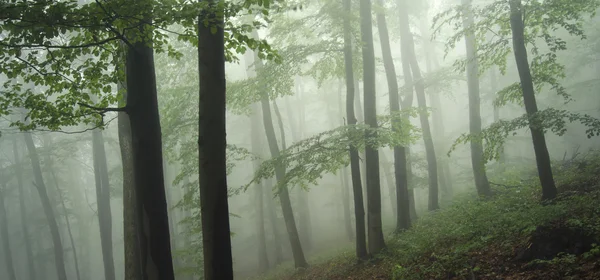 Paysage forestier brumeux — Photo