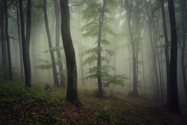 Foggy Lesní krajina — Stock fotografie