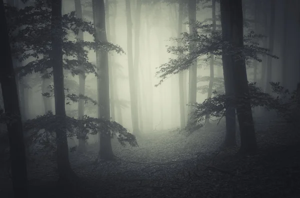 Foggy forest landscape — Stock Photo, Image