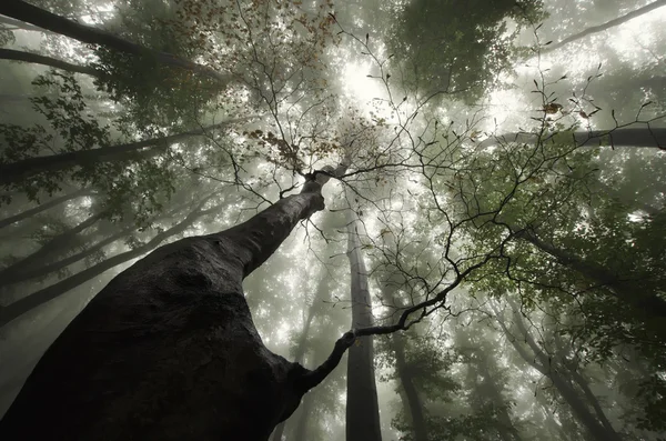 Gedraaide structuur in forest — Stockfoto