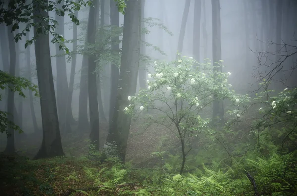 Las mglisty krajobraz — Zdjęcie stockowe