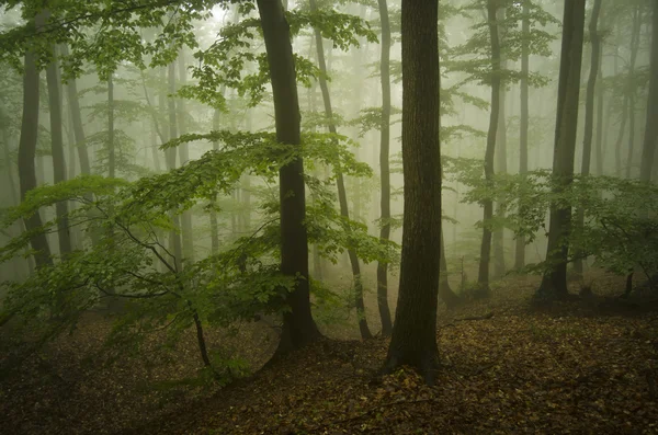 迷雾森林景观 — 图库照片
