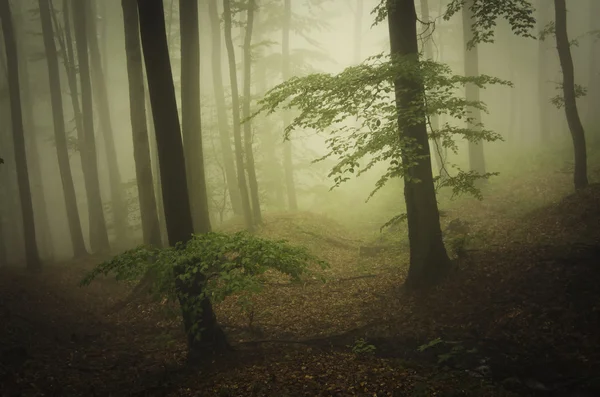 Foggy Lesní krajina — Stock fotografie