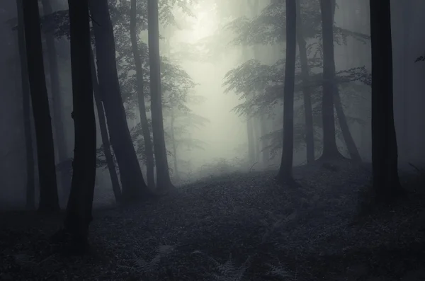 Dark spooky misty forest — Stock Photo, Image