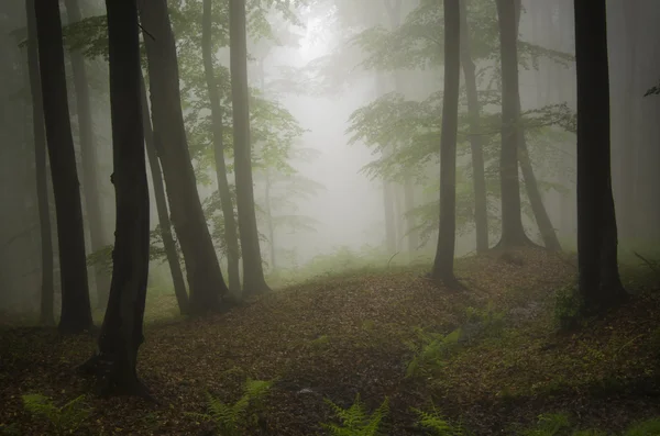 Donker spookachtige mistige bos — Stockfoto