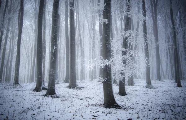 Зимова погода і сніг в лісі — стокове фото