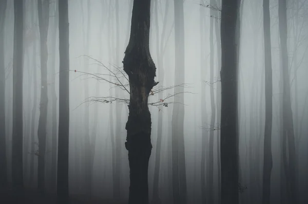 Σκοτεινό και τρομακτικό ομιχλώδη δάσος — Φωτογραφία Αρχείου