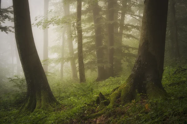 Mörk spooky dimmig skog — Stockfoto