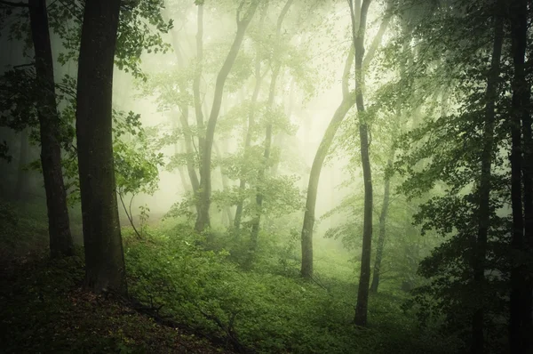 Temný strašidelný zamlžených lesních — Stock fotografie