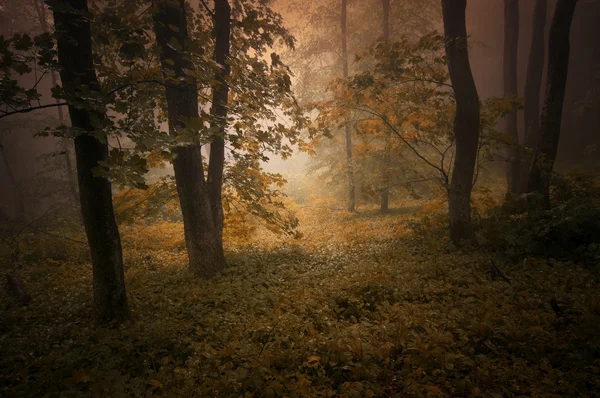 Floresta nebulosa assustadora escura — Fotografia de Stock