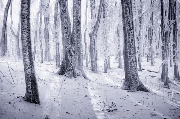 森林中被冻结的树木 — 图库照片