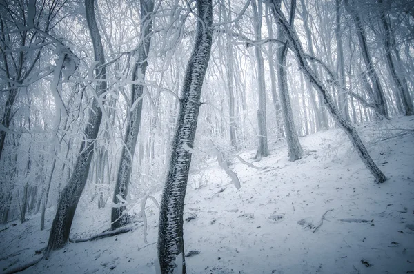 Frysta träd i skogen — Stockfoto