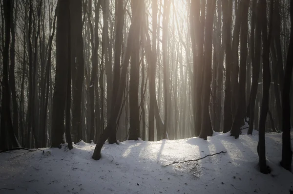 Solnedgången ljus i en skog i vinter — Stockfoto