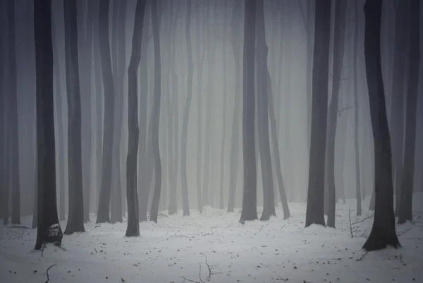 Floresta misteriosa no inverno — Fotografia de Stock