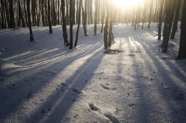 Zonsondergang licht in een bos in de winter — Stockfoto