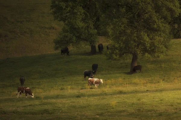 Vacas e árvores no prado — Fotografia de Stock