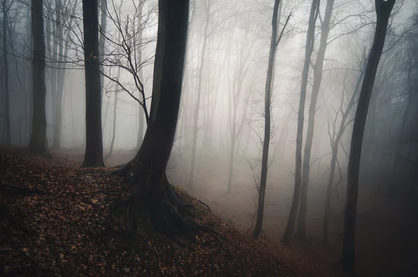 Forêt sombre effrayante Image En Vente