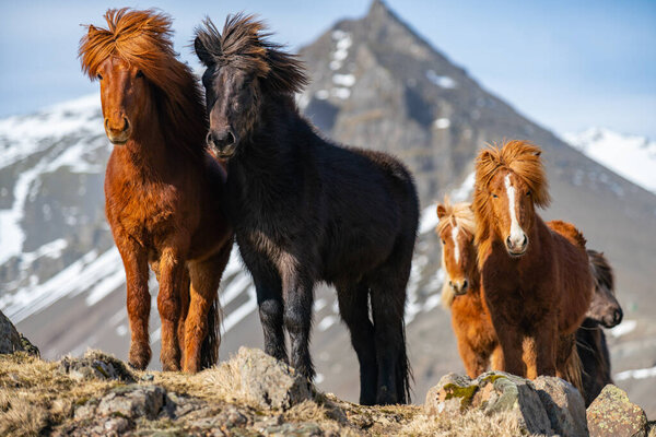 Исландские лошади. Исландская лошадь - порода лошадей, созданная в Исландии