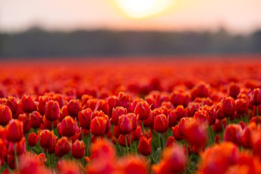 Hollanda 'da günbatımında Hollanda manzarasında çiçek açan lale tarlaları