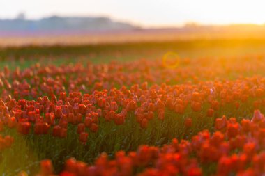 Gün doğumunda açan kırmızı laleler. Hollanda, Avrupa 'da güzel bir açık hava manzarası.