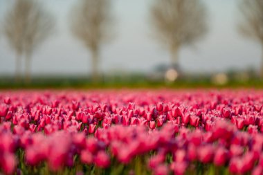 Sabahları Hollanda 'daki renkli lale tarlalarına bakın.