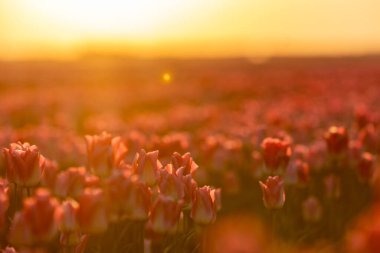 Sabahları Hollanda 'daki renkli lale tarlalarına bakın.