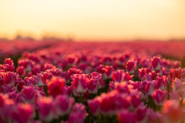 Sabahları Hollanda 'daki renkli lale tarlalarına bakın.