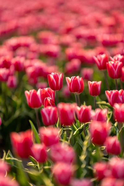 Tulip plantation in Netherlands, traditional dutch rural landscape with blue sky, springtime flowers, image suitable for post card or guide book