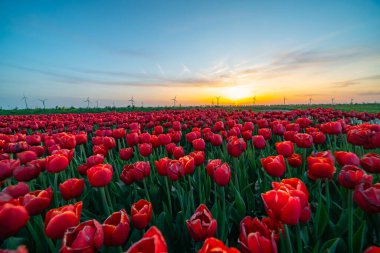 Hollanda, Kuzey Hollanda 'da çiçek açan lale tarlası