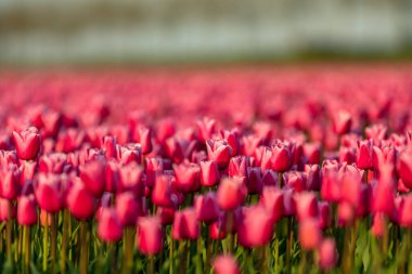 Hollanda, Kuzey Hollanda 'da çiçek açan lale tarlası