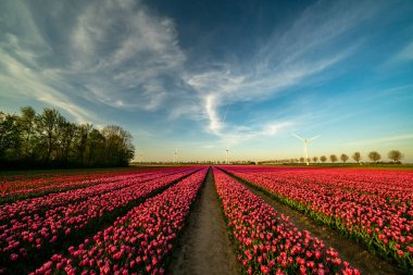 Hollanda 'nın güneyinde, Hollanda' nın güneyinde kırmızı lale tarlaları.