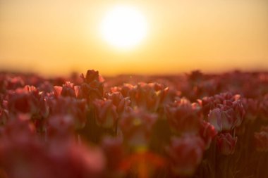 Sabahları Hollanda 'daki renkli lale tarlalarına bakın.