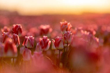 Pembe laleler ve güneş ışığı. Ünlü güzel çiçek bahar günü açar..
