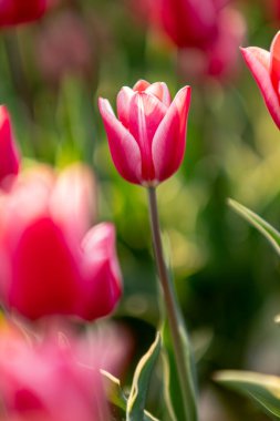 Pembe laleler ve güneş ışığı. Ünlü güzel çiçek bahar günü açar..