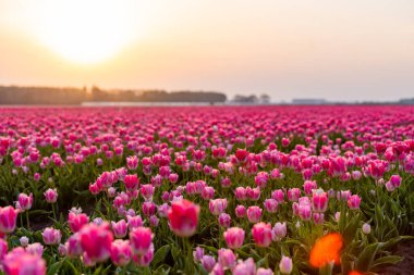 Hollanda 'da günbatımında Hollanda manzarasında çiçek açan lale tarlaları