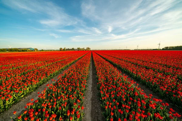 Tulip plantation in Netherlands, traditional dutch rural landscape with blue sky, springtime flowers, image suitable for post card or guide book