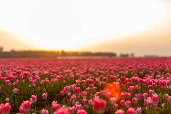 Hollanda 'da günbatımında Hollanda manzarasında çiçek açan lale tarlaları