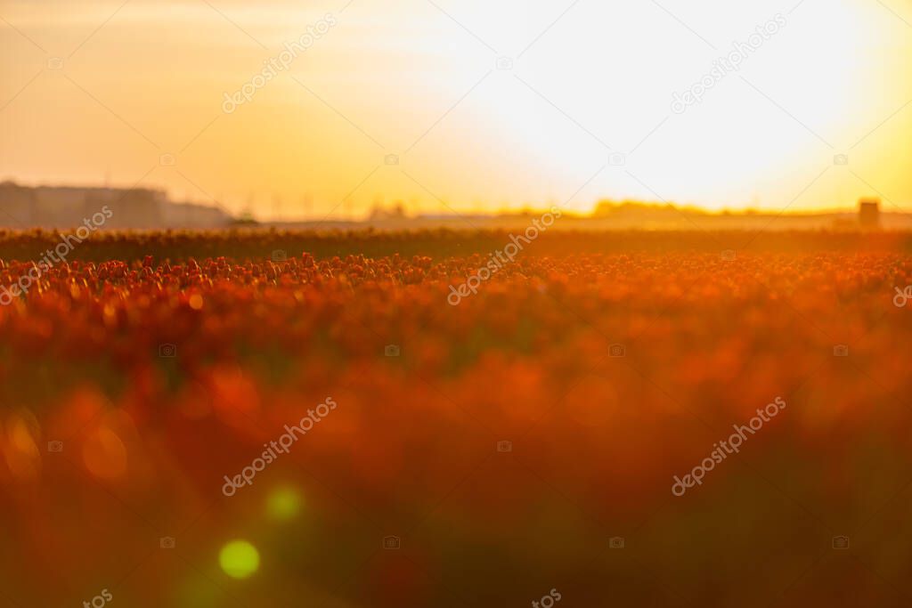 Fields of blooming red tulips at sunrise. Beautiful outdoor scenery in Netherlands, Europe.