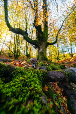 Düşen yapraklar ormandaki sonbahar mevsimini renklendirir. Otzarreta Ormanı, Gorbea Doğal Parkı, Bizkaia, İspanya