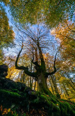 Düşen yapraklar ormandaki sonbahar mevsimini renklendirir. Otzarreta Ormanı, Gorbea Doğal Parkı, Bizkaia, İspanya